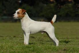 Parson Russel Terrier